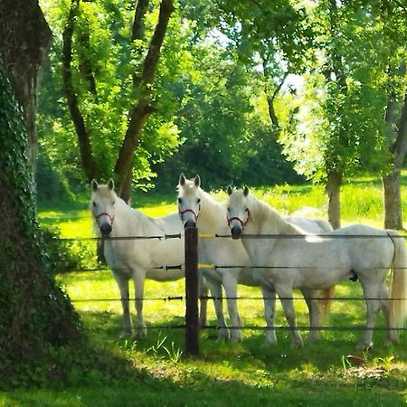 Maison De Campagne Au Coeur D'Un Elevage De Poneys Connemara Le Landreau Экстерьер фото