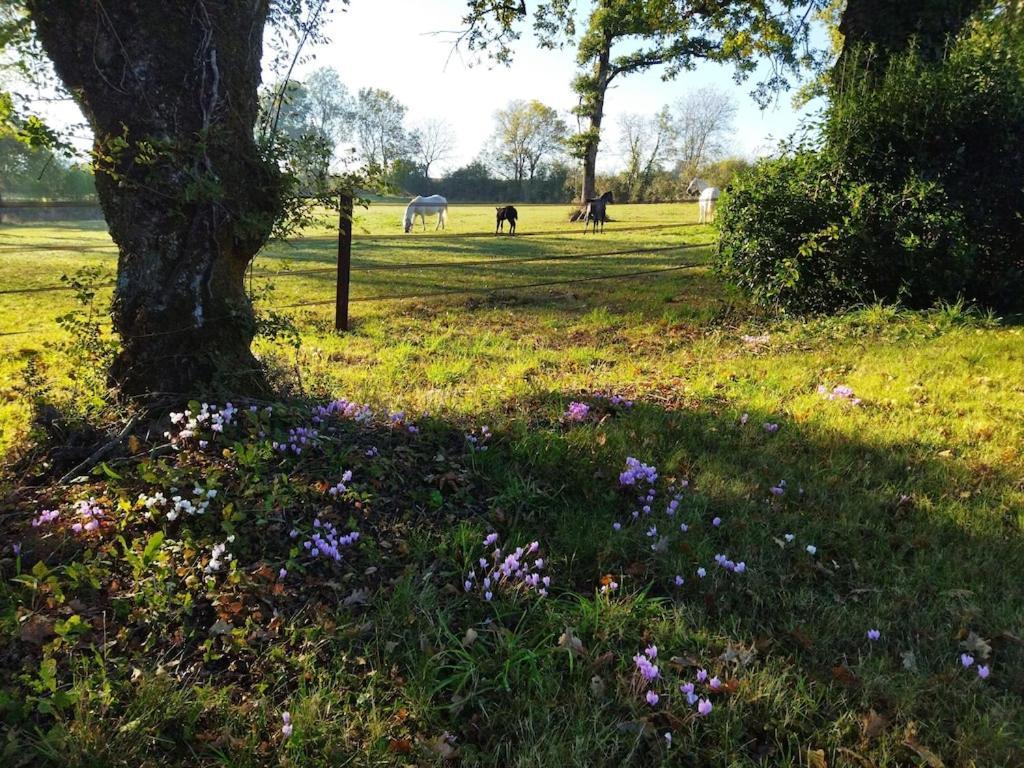 Maison De Campagne Au Coeur D'Un Elevage De Poneys Connemara Le Landreau Экстерьер фото
